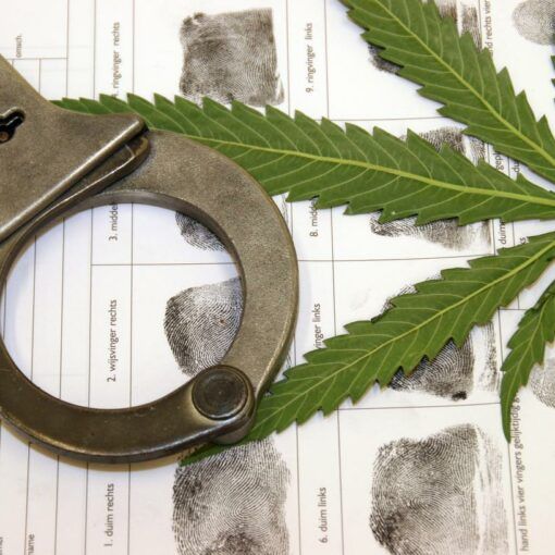 Kwarantanna roslin marihuany 2