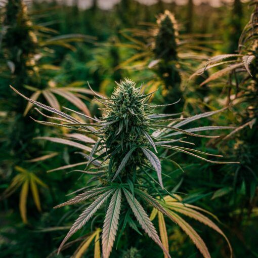 Kwasy humusowe w uprawie 3