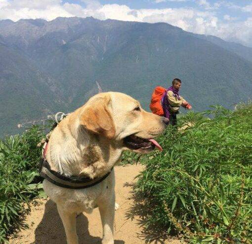 Marihuana dla zwierzat 3