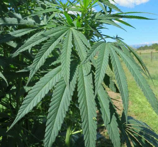 Marihuana leczy autyzm 1