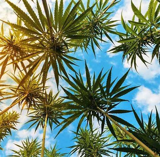 Meksyk najbardziej zaludnionym krajem z marrihuana 34