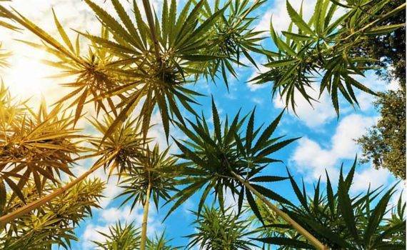 Meksyk najbardziej zaludnionym krajem z marrihuana 34