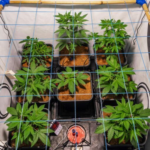 Melasa w uprawie marihuany 8