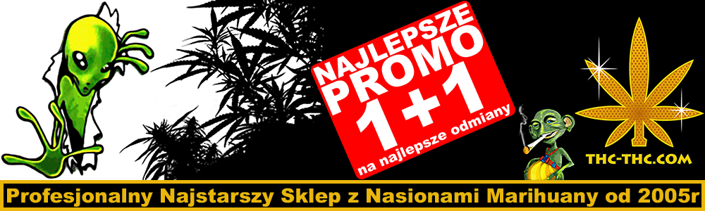 feminizowane nasiona konopi