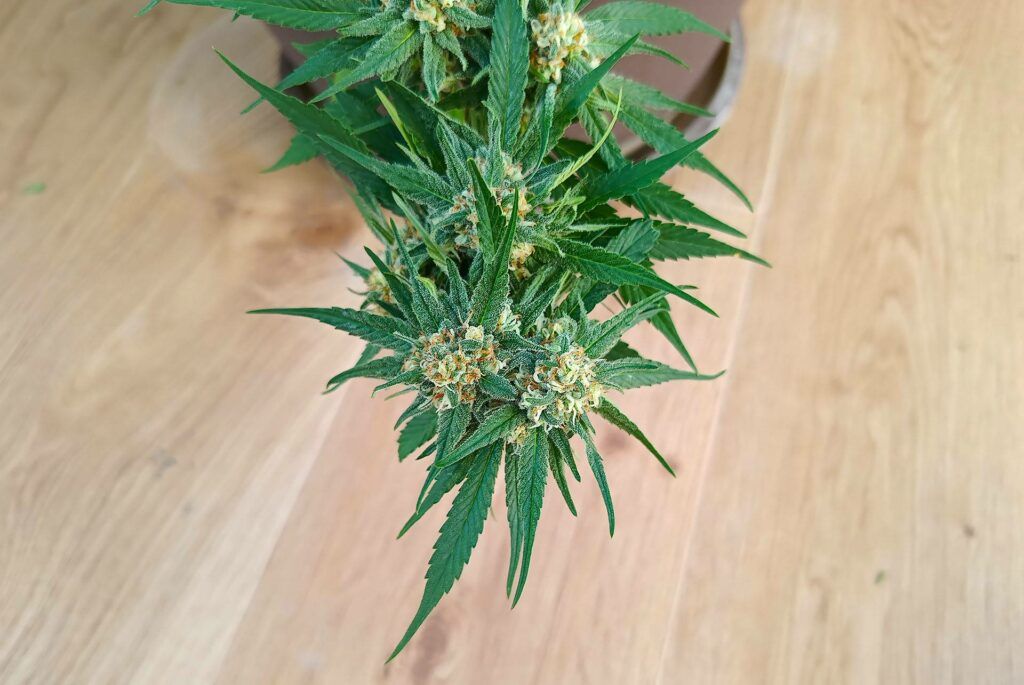 roślina konopi z autofloweringiem w doniczce
