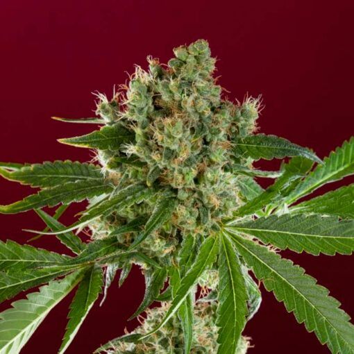 Naucz sie uprawiac w 10 minut 1