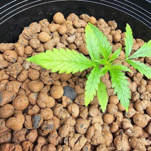 Nawożenie w uprawie 5