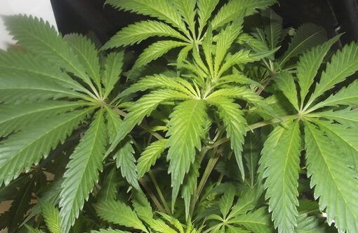 Nawozy organiczne w uprawie marihuany 1