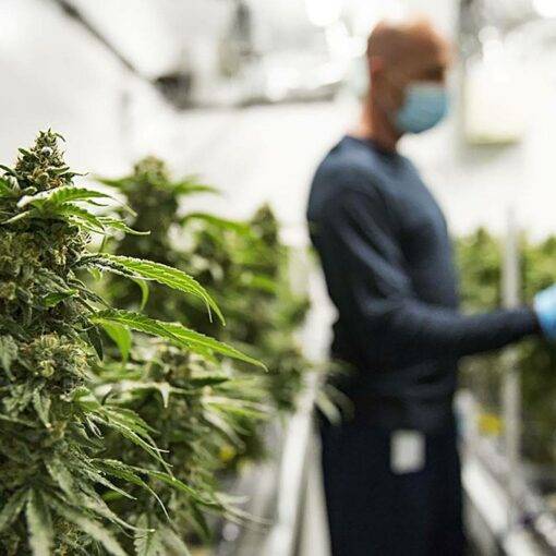 Odmiany marihuany powodujace kichanie