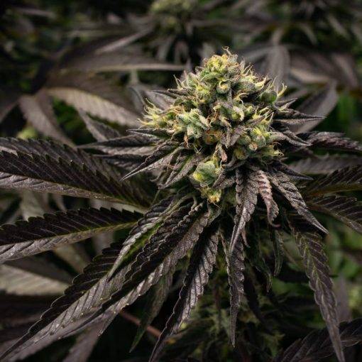 Olej konopny obniza cholesterol 0