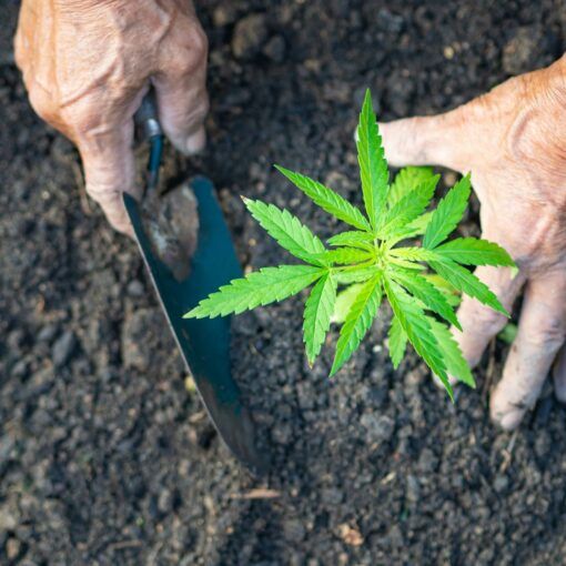 Plesn w uprawie marihuany