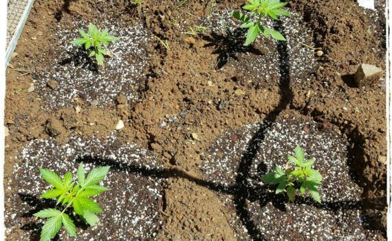 Pochodzenie odmiany diesel 2