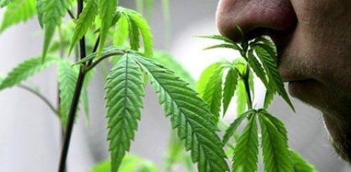Podobienstwa miedzy marihuana i nikotyna 0