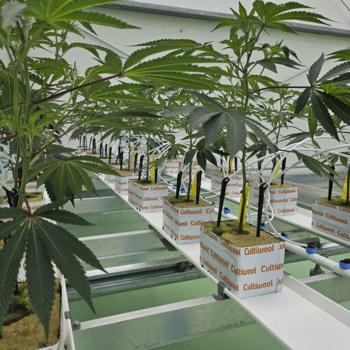 Jak w pełni wykorzystać pożyteczne mikroorganizmy