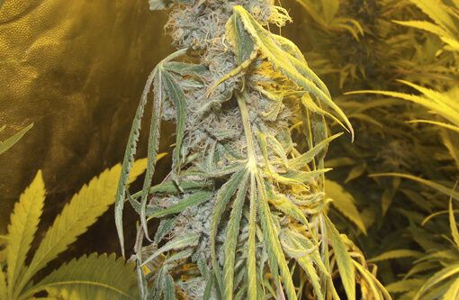 Profilaktyka fusarium uprawa 1