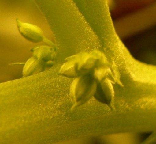 Przechowywanie pylku 1