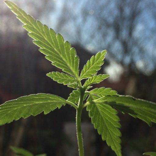 Przechowywanie pylku cannabis 3