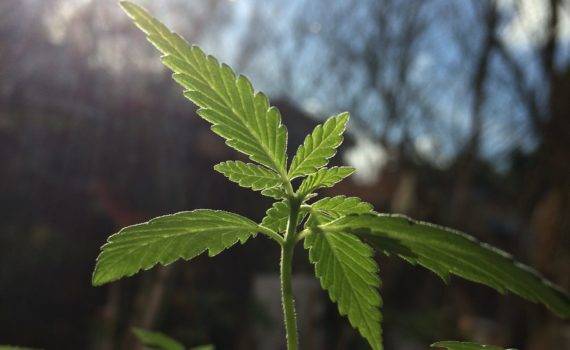 Przechowywanie pylku cannabis 3