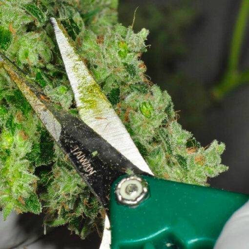 Przycinanie marihuany 4