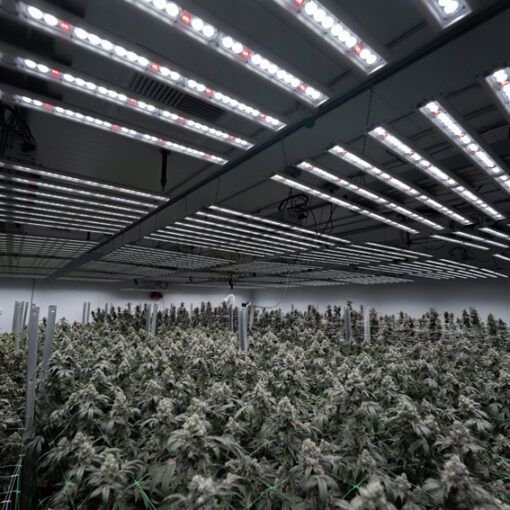 Przycinanie marihuany 5