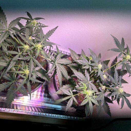 Skladniki odzywcze uprawa