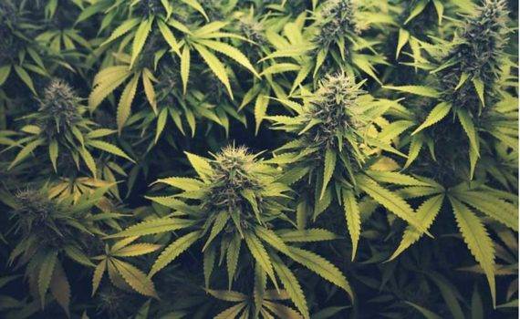 Studiowanie cannabis w finlandii 0