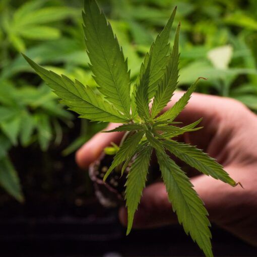 Super cropping marihuany