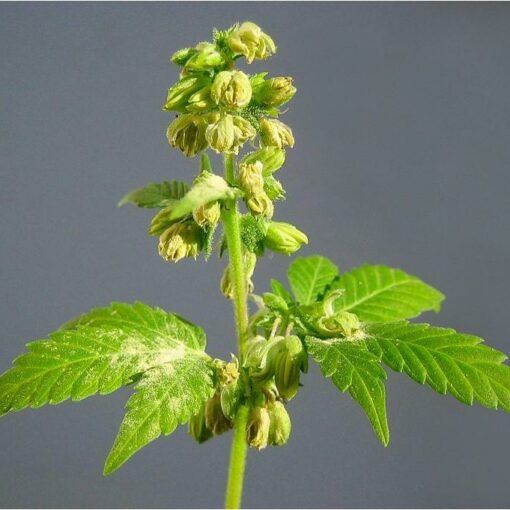 Swiatla led do uprawy 3