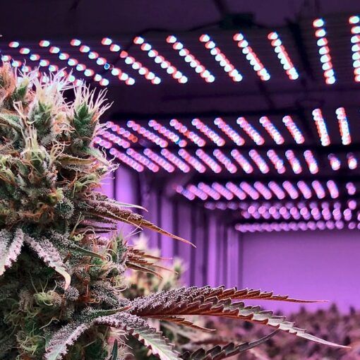 Terpeny w roslinach marihuany 7