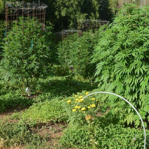 Uprawa indoor vs uprawa outdoor 2