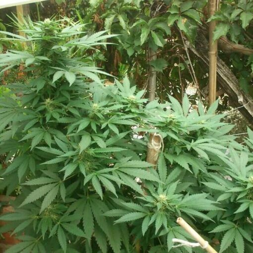 Uprawa marihuany we włóknie kokosowym 1