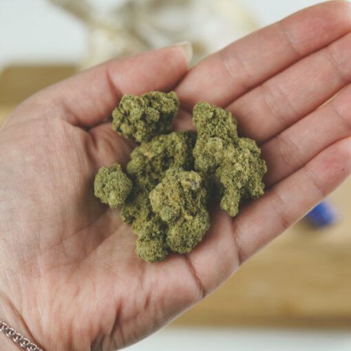 Uprawa odmian automatycznych outdoor 1