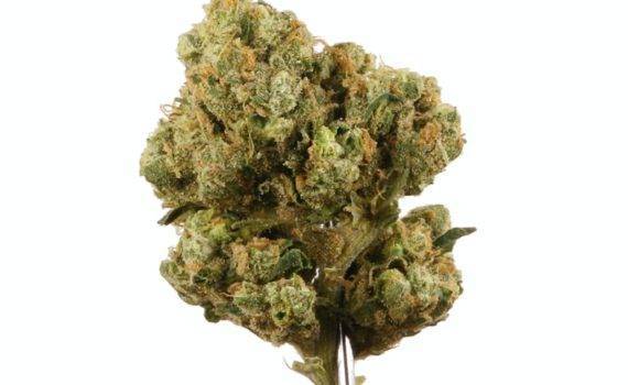 Uzywanie marihuany zapobiega depresji 0