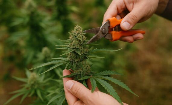 Wysokiej jakości nasiona marihuany