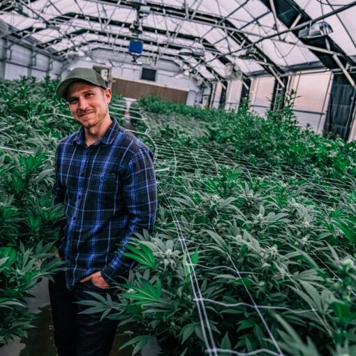 Najczęstsze wyzwania w uprawie marihuany