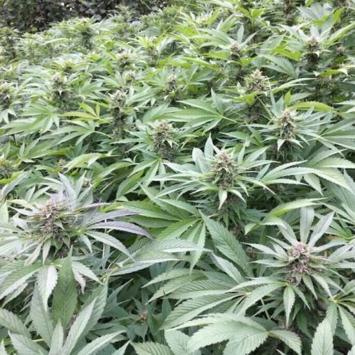 Zbior marihuany uprawianej outdoor 3