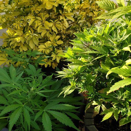 Zdjecie rosliny konopi w doniczkach 38602