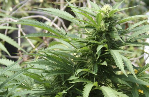 Znaczenie temperatury uprawa marihuany